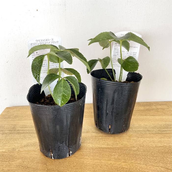 クリスマスローズ苗 ハイグレード リバーシブルパステル系ダブル 10.5