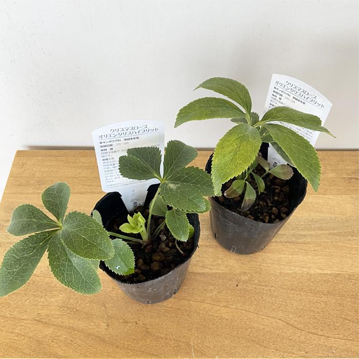 クリスマスローズ苗 ハイグレード リバーシブルパステル系ダブル 10.5