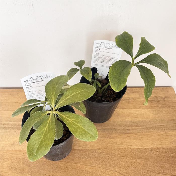 クリスマスローズ苗 ハイグレード アプリコット系ダブル 10.5cmポット