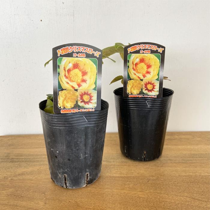 クリスマスローズ苗 ゴールド系ダブル 10.5cmポット 曽田園芸 宿根草