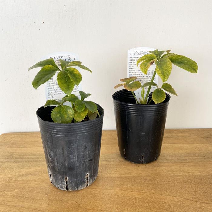 クリスマスローズ苗 ゴールド系ダブル 10.5cmポット 曽田園芸 宿根草