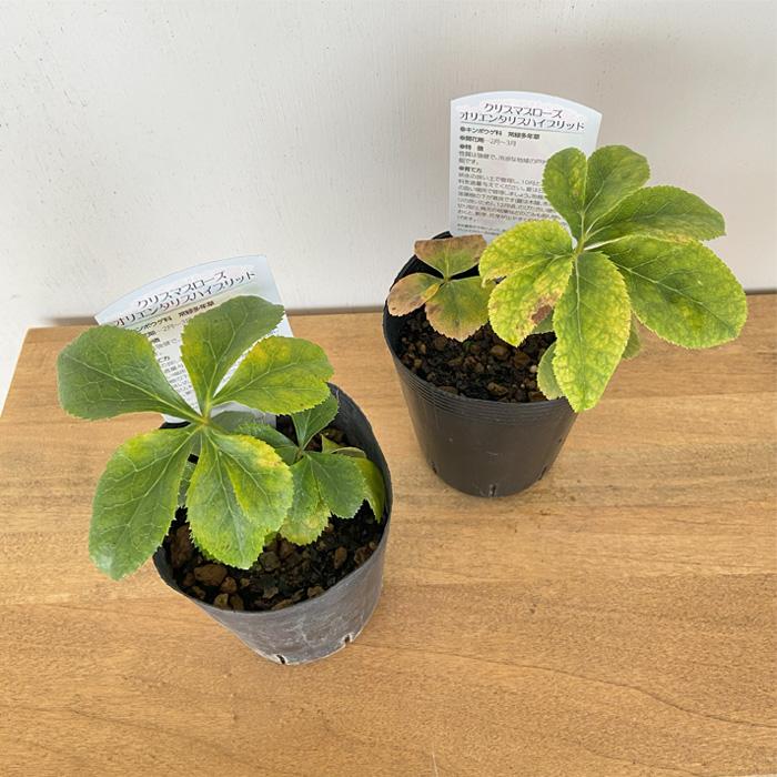 クリスマスローズ苗 ゴールド系ダブル 10.5cmポット 曽田園芸 宿根草