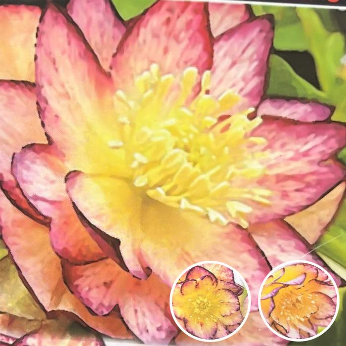 クリスマスローズ苗 希少ゴールド系バイカラーピコティダブル 10.5cm