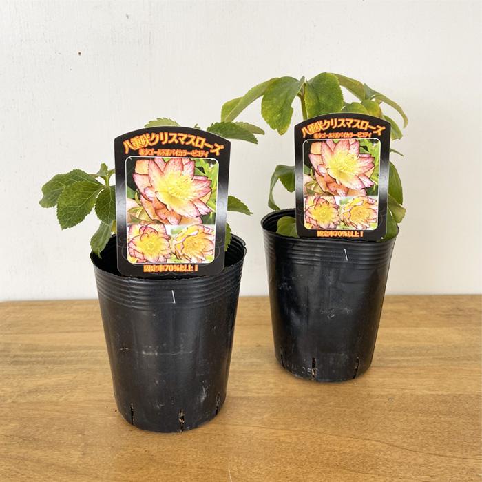 クリスマスローズ苗 希少ゴールド系バイカラーピコティダブル 10.5cm