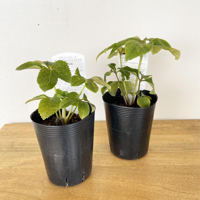 クリスマスローズ苗 希少ゴールド系バイカラーピコティダブル 10.5cm