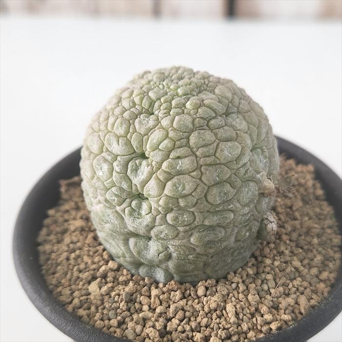日本花キ流通 多肉植物 caプセウドリトス ミギウルティヌス 2.5号鉢