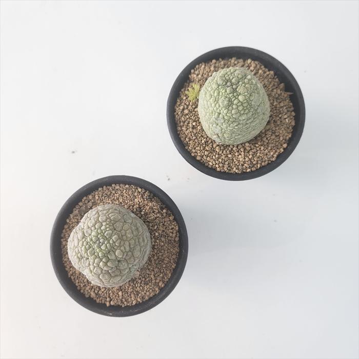 日本花キ流通 多肉植物 caプセウドリトス ミギウルティヌス 2.5号鉢