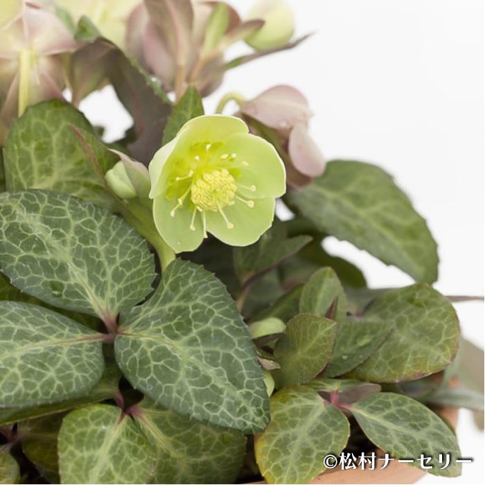 クリスマスローズ苗 リヴィダス マスカット 10.5cmポット リビダス