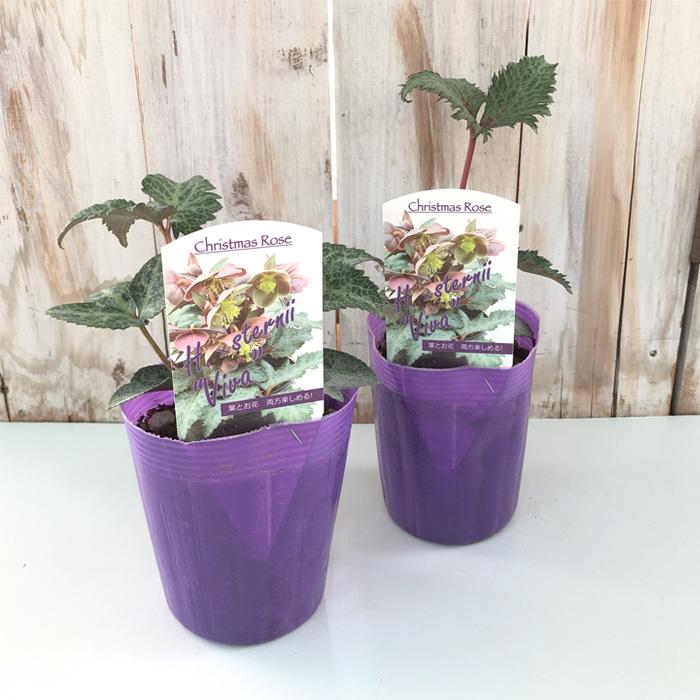 クリスマスローズ苗 ステルニー ビバ 10.5cmポット 松村ナーセリー
