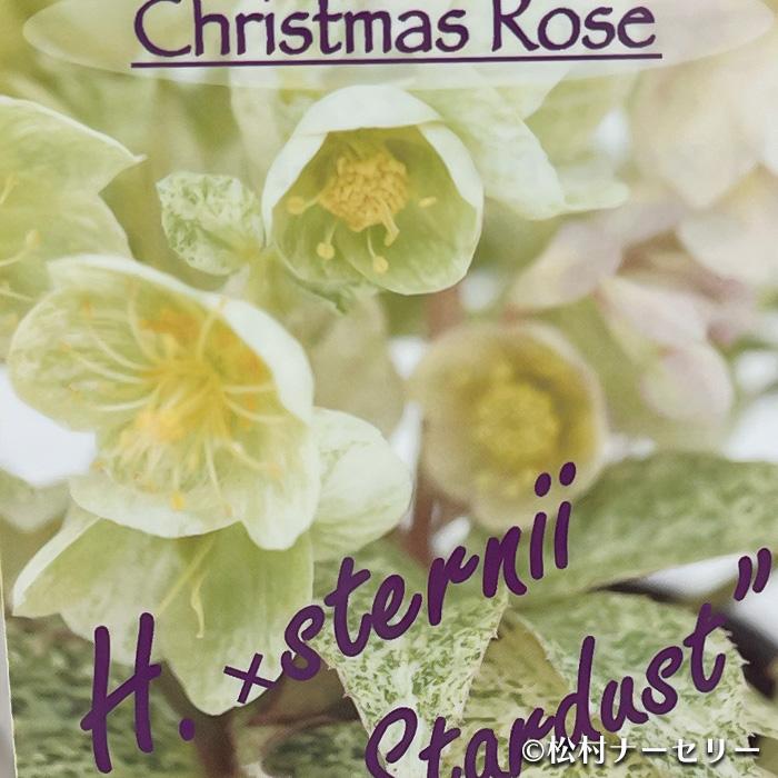 クリスマスローズ苗 ステルニー ネオスターダスト 10.5cmポット 松村