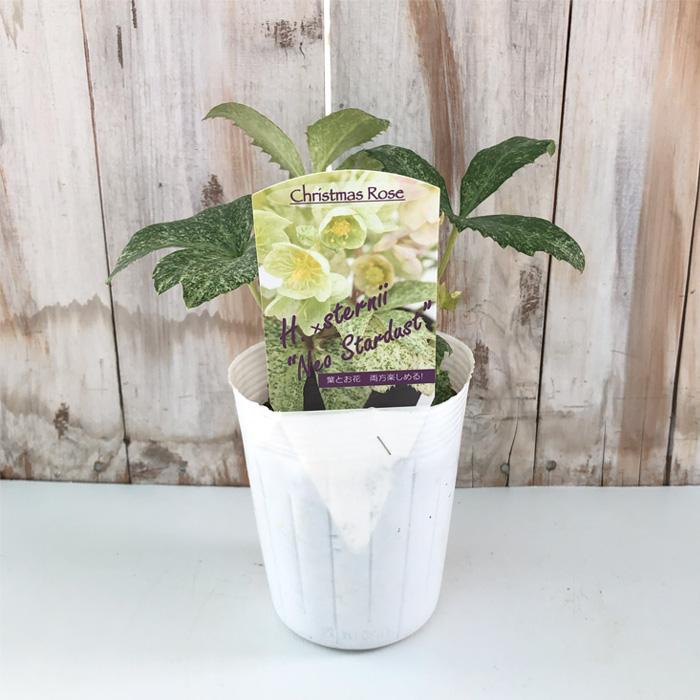 クリスマスローズ苗 ステルニー ネオスターダスト 10.5cmポット 松村