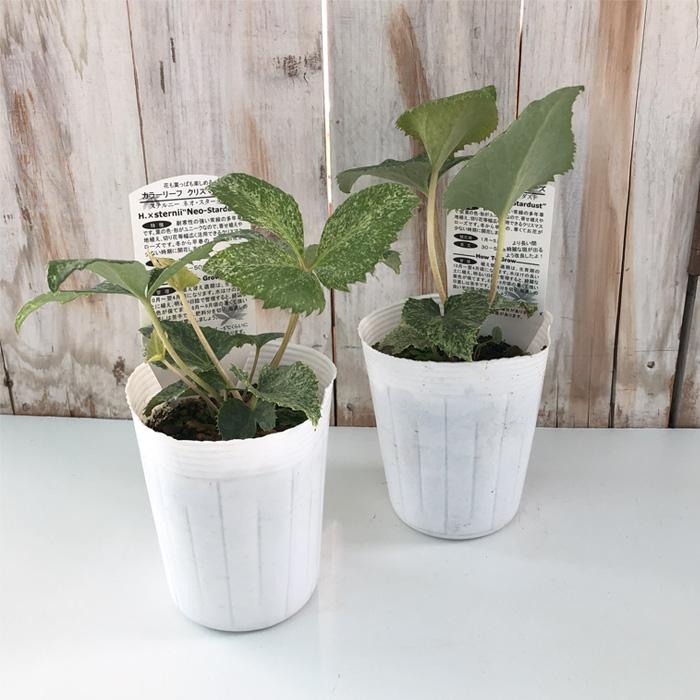 クリスマスローズ苗 ステルニー ネオスターダスト 10.5cmポット 松村