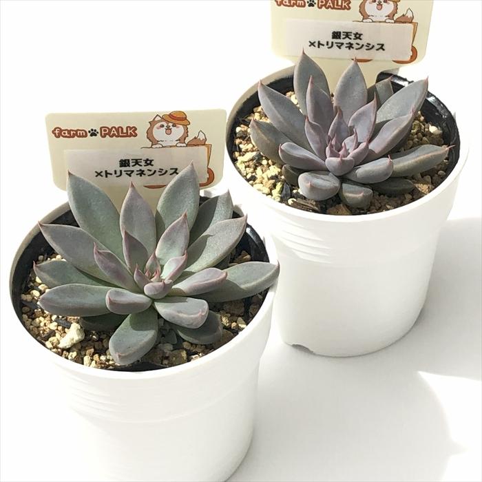 多肉植物 plkグラプトベリア 銀天女×トリマネンシス パルクさん苗 送料