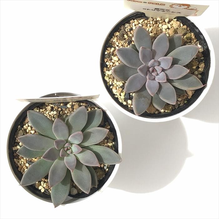 多肉植物 plkグラプトベリア 銀天女×トリマネンシス パルクさん苗 送料