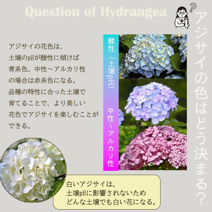 予約販売 アジサイ 雅姫 みやび 9cm〜10.5cmポット 登録申請中