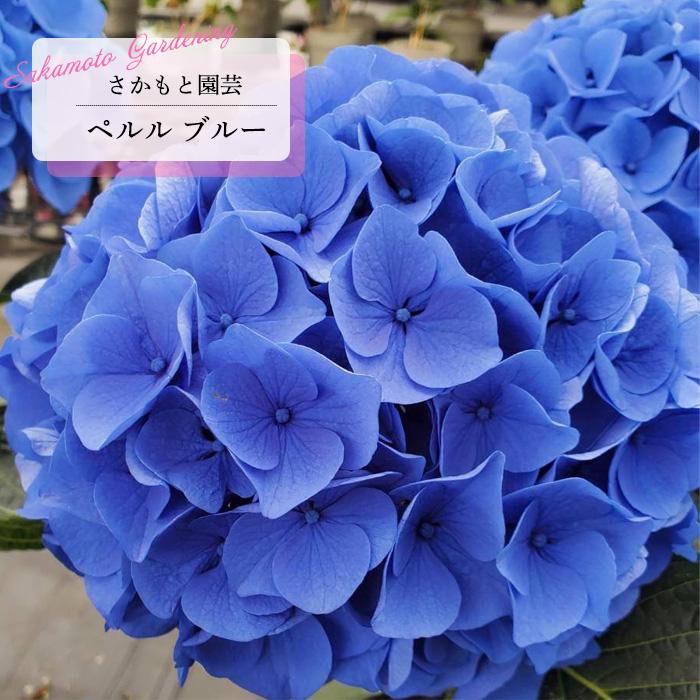 予約販売 アジサイ ペルル ブルー 9cm〜10.5cmポット 登録申請中