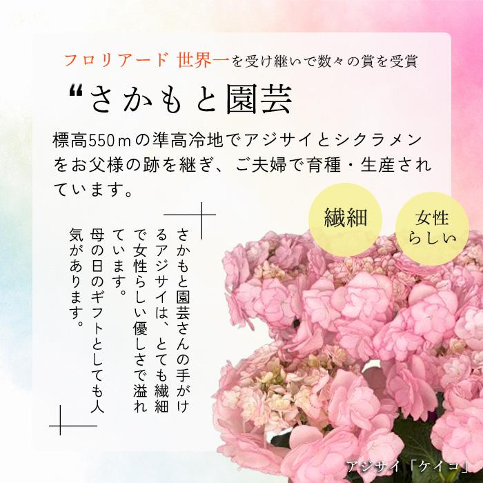 アジサイ ノーブリア ピンク 9cm〜10.5cmポット 登録申請中