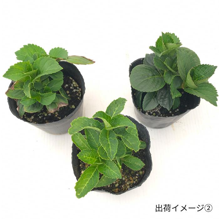 アジサイ ノーブリア ピンク 9cm〜10.5cmポット 登録申請中 さかもと