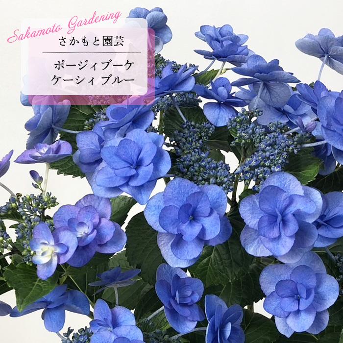 アジサイ ポージィブーケ ケーシィ ブルー 9cm〜10.5cmポット PVP