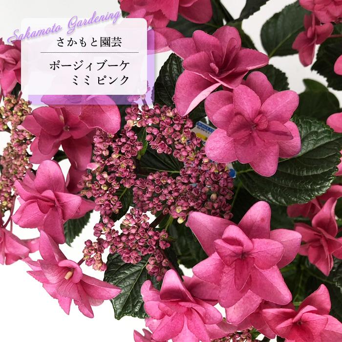 予約販売 アジサイ ポージィブーケ ミミ ピンク 9cm〜10.5cmポット