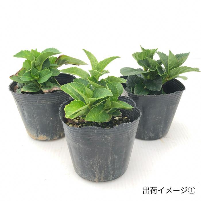 アジサイ 星のかけら 9cm〜10.5cmポット 登録申請中 さかもと園芸