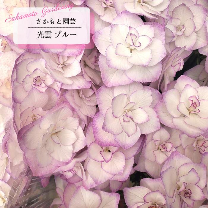 予約販売 アジサイ 光雲 ブルー 9cm〜10.5cmポット 登録申請中