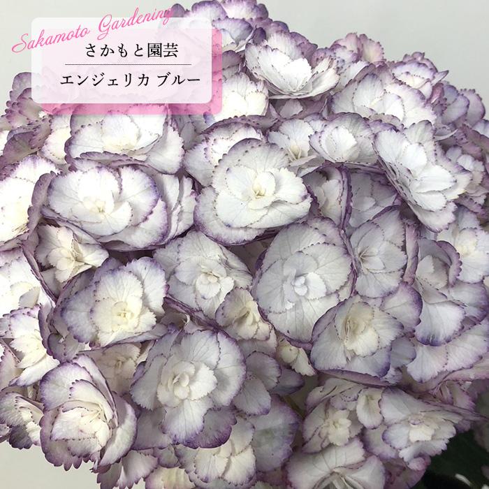 予約販売 アジサイ エンジェリカ ブルー 9cm〜10.5cmポット 登録申請中
