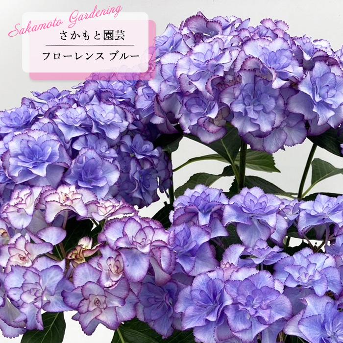 予約販売 アジサイ フローレンス ブルー 9cm〜10.5cmポット 登録申請中
