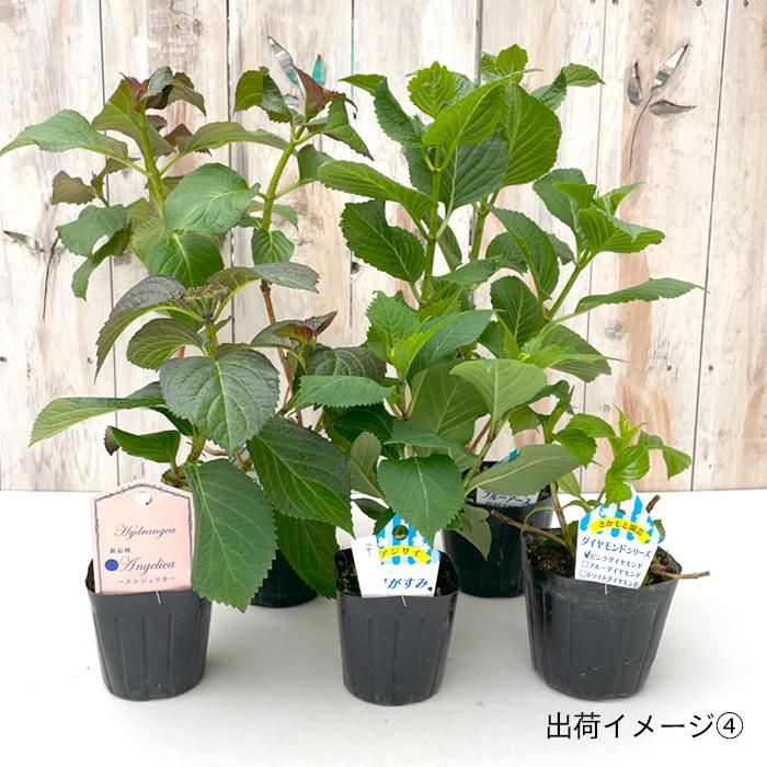 も*子様 【訳あり品】　アジサイ　育成用株　23ポット　紫陽花 も*子様 【訳あり品】 アジサイ 育成用株 23ポット 紫陽花 も*