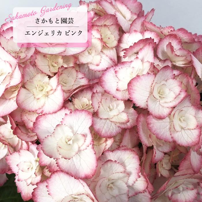 予約販売 アジサイ エンジェリカ ピンク 9cm〜10.5cmポット 登録品種