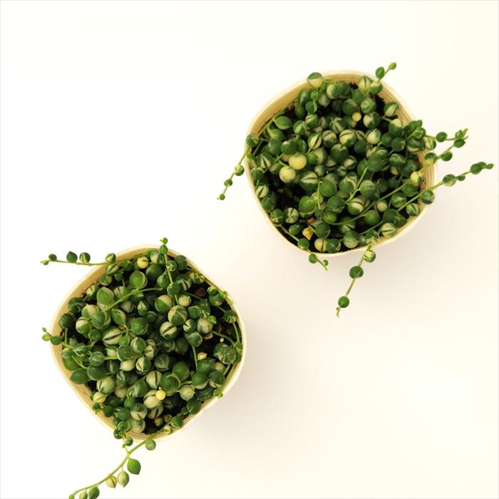 グリーンネックレス AGVN653250GS_999_0_20240918130