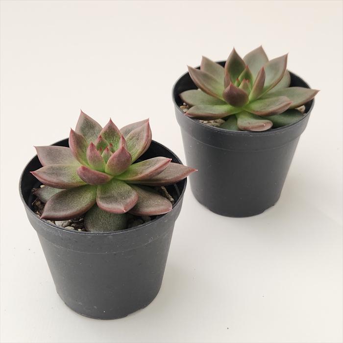 日本花キ流通 多肉植物 skエケベリア マジックブライ エケベリア 7.5cmポット : フラワーネット日本花キ流通 - 通販 - Yahoo!ショッピング 日本花キ流通 多肉植物 skエケベリア マジックブライ エケベリア 7.5cmポット : フラワーネット日本花キ流通 - 通販 - Yahoo!ショッピング