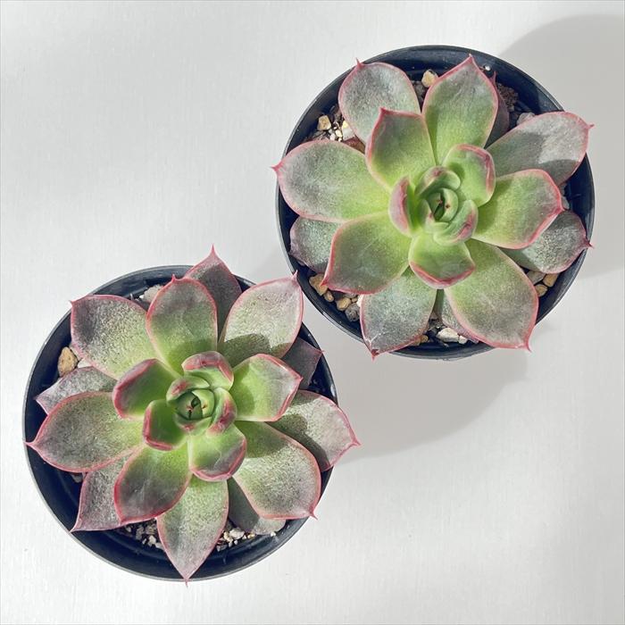 日本花キ流通 多肉植物 skエケベリア シムランス×レッドエボニー