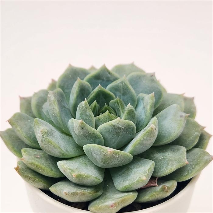日本花キ流通 多肉植物 hmエケベリア ピュアラブ 多肉植物 エケベリア