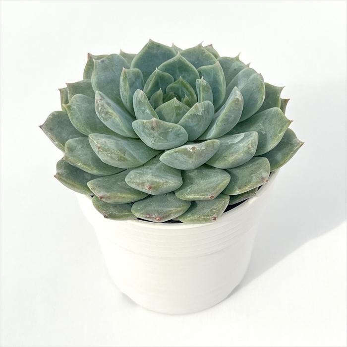 日本花キ流通 多肉植物 hmエケベリア ピュアラブ 多肉植物 エケベリア