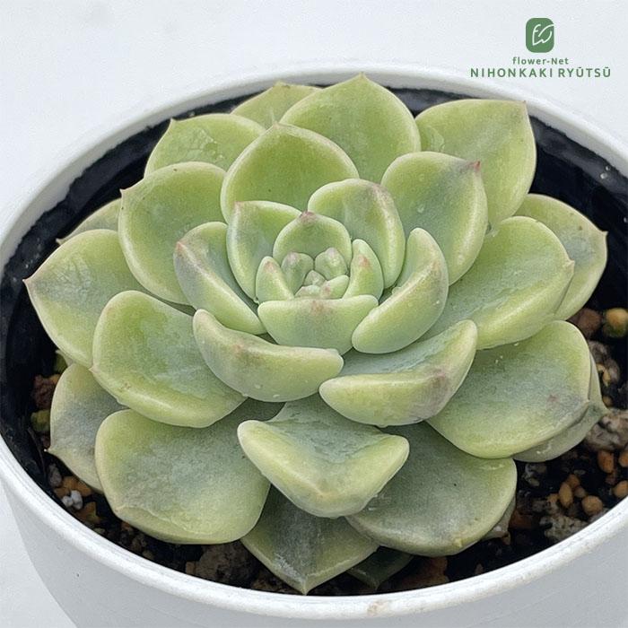 日本花キ流通 多肉植物 hmエケベリア ピンクプリティ錦 多肉植物
