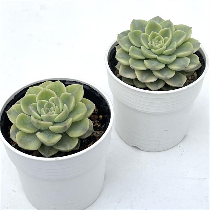 日本花キ流通 多肉植物 hmエケベリア ピンクプリティ錦 多肉植物