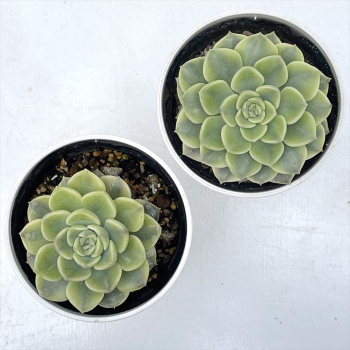 日本花キ流通 多肉植物 hmエケベリア ピンクプリティ錦 多肉植物