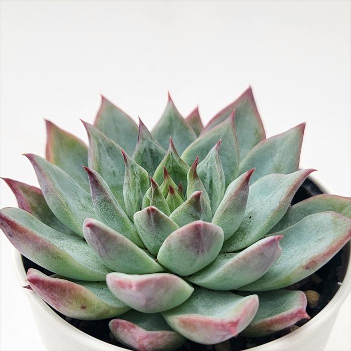 日本花キ流通 多肉植物 hmエケベリア ケーレスコロラータリンゼ 日本花キ流通 多肉植物 hmエケベリア ケーレスコロラータリンゼ