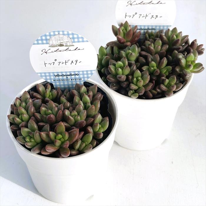 日本花キ流通 多肉植物 Hitotabaグラプトペタルム トップアンドスター