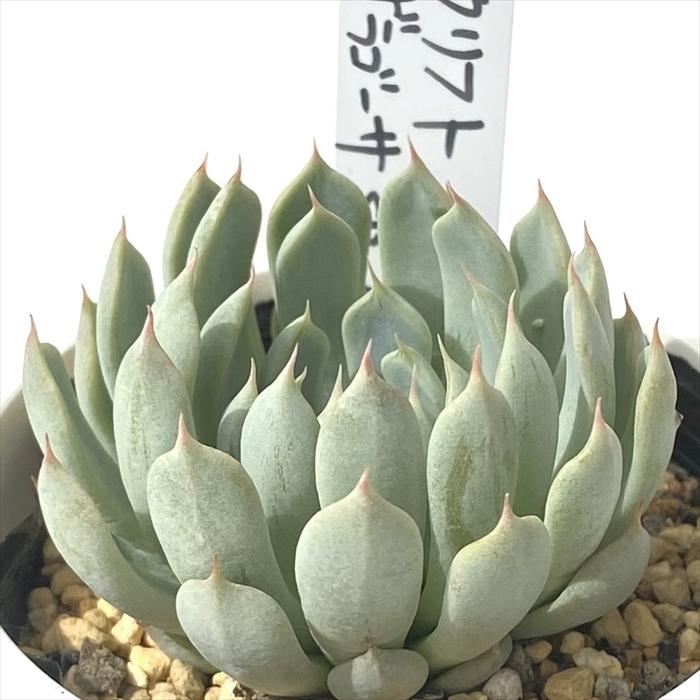 多肉植物 PKSFエケベリア モンテクリフト×ザラゴーサspノバ Pさん苗