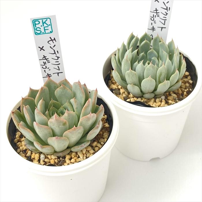 多肉植物 PKSFエケベリア モンテクリフト×ザラゴーサspノバ Pさん苗