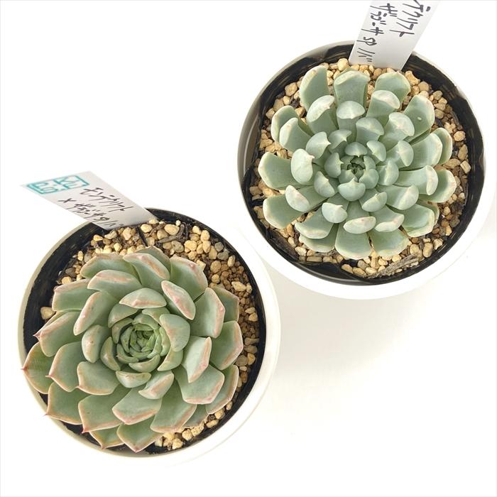 多肉植物 PKSFエケベリア モンテクリフト×ザラゴーサspノバ Pさん苗