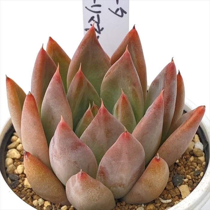 多肉植物 PKSFエケベリア コロラータ×トリマネンシス Pさん苗 送料無料