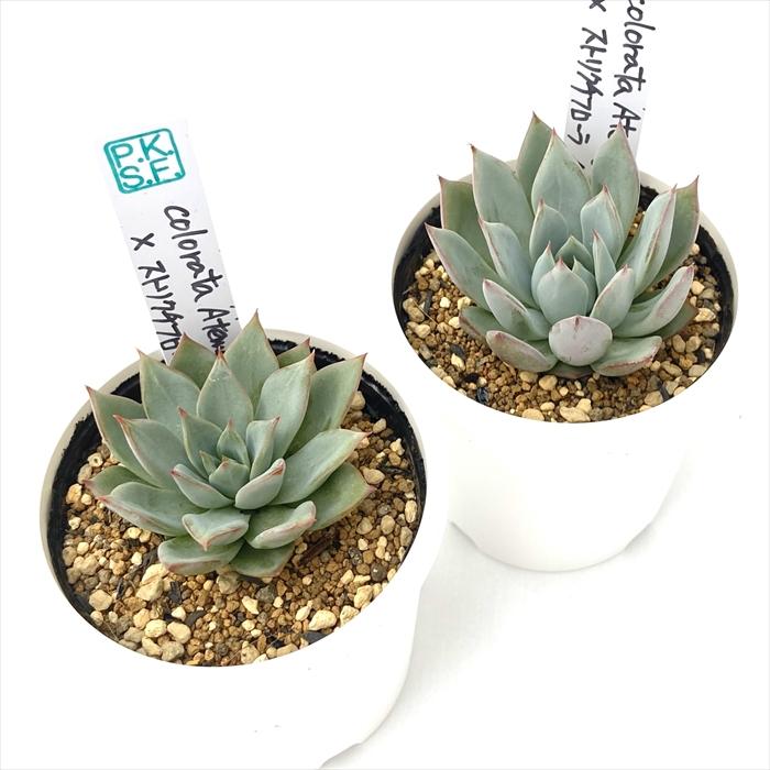 多肉植物 PKSFエケベリア colorata Atemajac×ストリクチフローラノヴァ