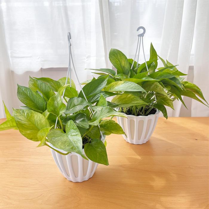 ポトステルノランコントル　カット発根済み 1葉っぱサイズ約13cm　1 楽天市場】希少品種！ポトス（テルノ）ランコントル吊り鉢