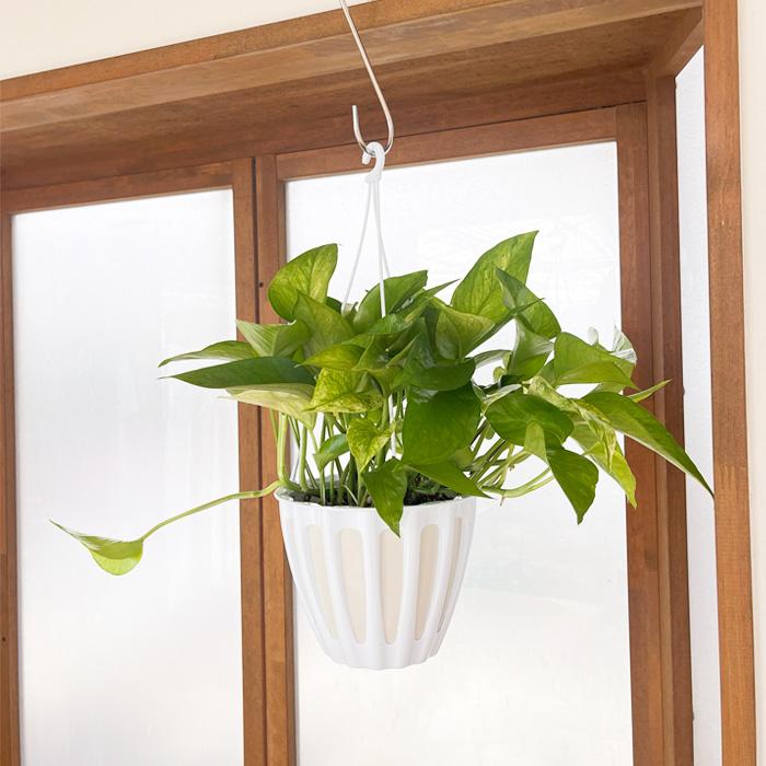 テルノキャスト　ポトス　5号　観葉植物　ハンギング　１鉢そのまま 観葉植物 ポトス テルノ No.011 サンシャイン 5号鉢 吊り鉢 吊り下げ