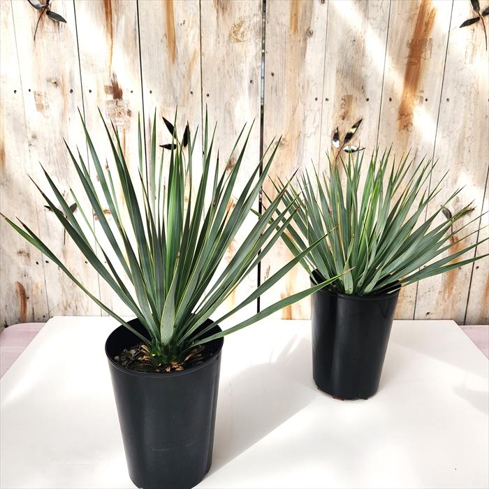 ユッカ　ロストラータ　5鉢セット 日本花キ流通 観葉植物 ユッカ ロストラータ 5号鉢 送料無料 観葉植物