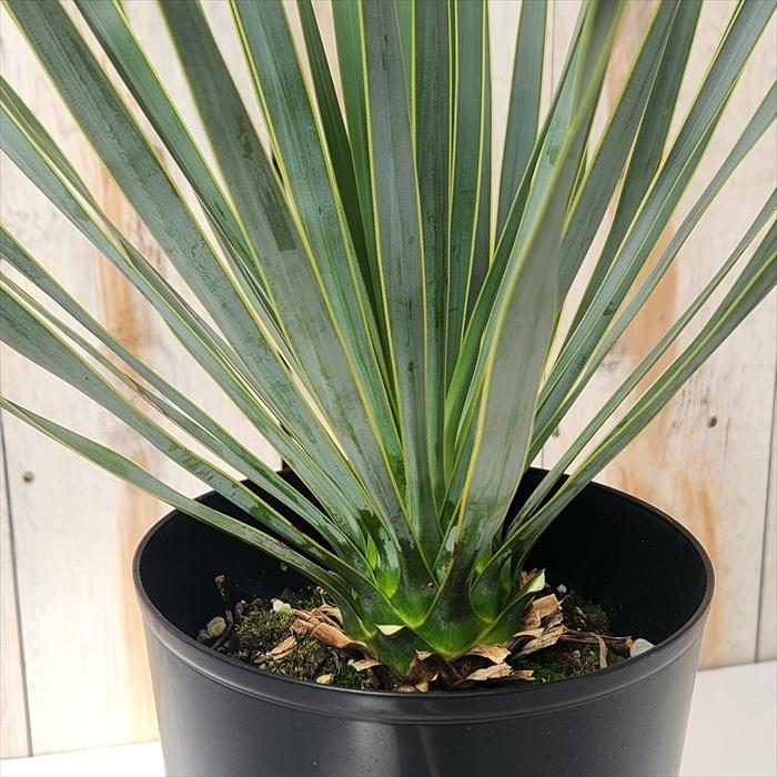 日本花キ流通 観葉植物 ユッカ ロストラータ 5号鉢 送料無料 観葉植物