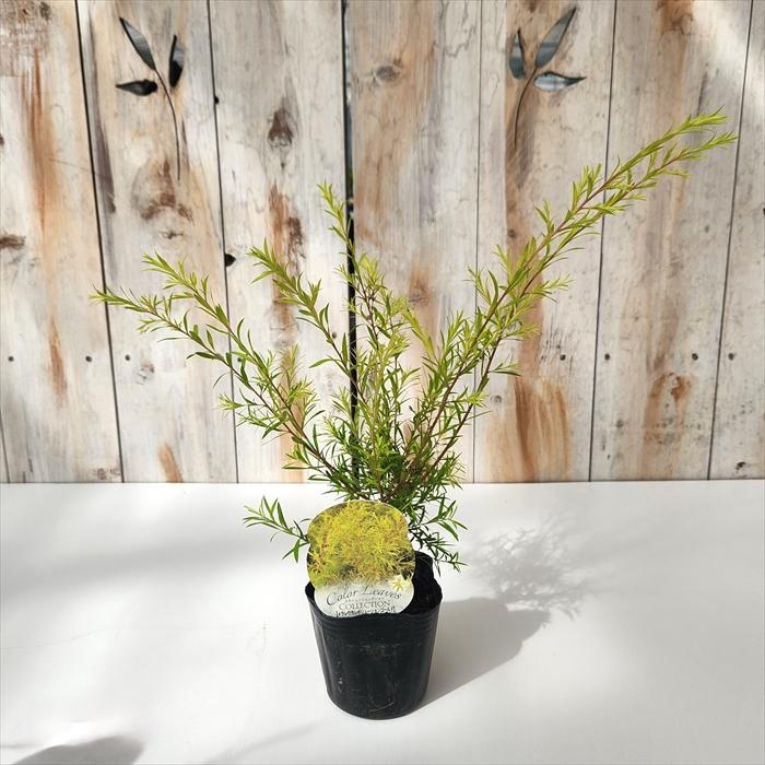 た*こ様 メラレウカ レボリューションゴールド 鉢植え　オージープランツ　カラー 日本花キ流通 メラレウカ レボリューションゴールド 9cmポット ティー